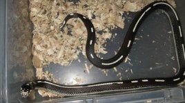 adult striped female 002.jpg