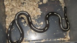 adult striped female 004.jpg