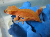 red 4241 female.JPG