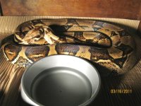 New boas for 2011 011.jpg