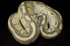 Hypo Butter-m.jpg