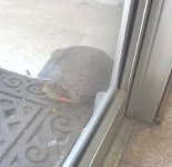 TURTLE.JPG