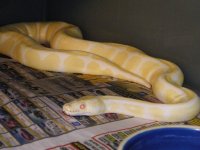 snakes4sale 001.jpg