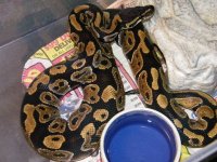 snakes4sale 003.jpg