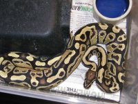 snakes4sale 005.jpg