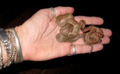 babies on hand.jpg