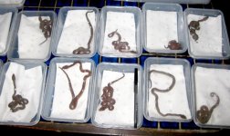 babies in boxes.jpg