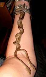 brown double tangle.JPG