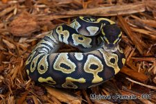 Mojave---Female---001.jpg