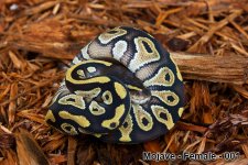 Mojave---Female---003.jpg