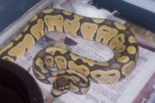 hypo female2.jpg