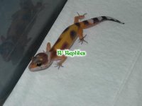 Dscn3278.jpg