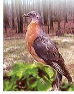 passenger_pigeon.jpg