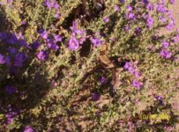 lavender boa small pic.jpg 3.jpg