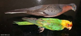 Passengerpigeon & carolina parakeet.jpg