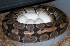 5 eggs - 3-12-08.JPG