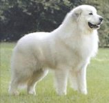 great-pyrenees.jpg