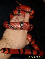 snake 004.jpg
