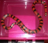 snake 011.jpg