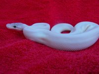 Bell Male 2011 002.jpg