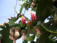 000cactus 004.jpg