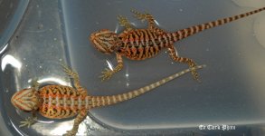 # A 12-14 Orabellababies 015_edited-1.jpg
