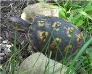 turtle1.jpg