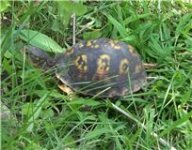 turtle2.jpg