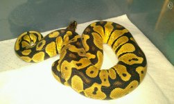 Pastel Female.jpg