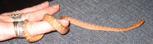 Corrigan shed.jpg