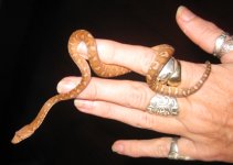 Corrigan post shed.jpg