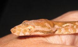 Corrigan shed face.jpg