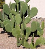opuntiacactus.jpg