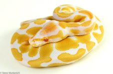 Albino Male 1 HA1.jpg