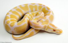 Albino Male 3 HA45.jpg