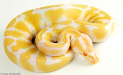 Albino Female 1 HA44.jpg