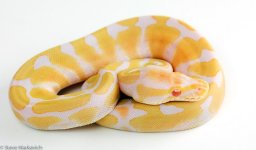 Albino Female 2 HA44.jpg