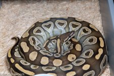 Albino x Mojave.jpg
