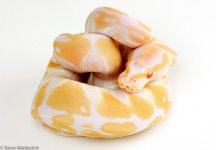 Albino Female 2 HA 45.jpg