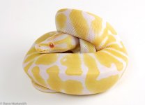 Albino Female_1  HA1.jpg
