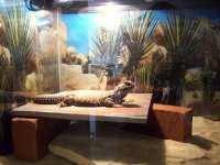 SexBill fish video Mali 005.jpg