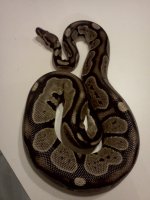 IMG_20111202_163646.jpg