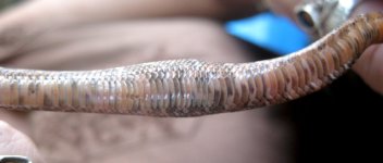 bottom lump.jpg