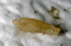 Worm head.JPG