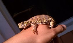 female saharan 3.jpg