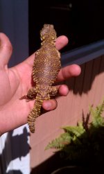 female saharan.jpg