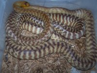 07 Woma's 003.jpg