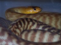 07 Woma's 002.jpg