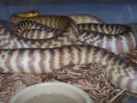 07 Woma's 001.jpg