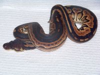 110116003-med.jpg